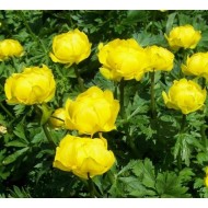 Купальница Trollius Lemon Supreme